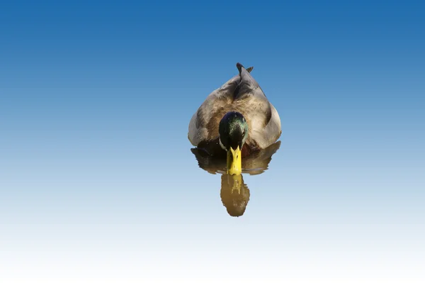 Vereinzelt glänzender Erpel — Stockfoto