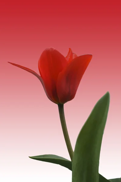 Tulipán rojo aislado — Foto de Stock