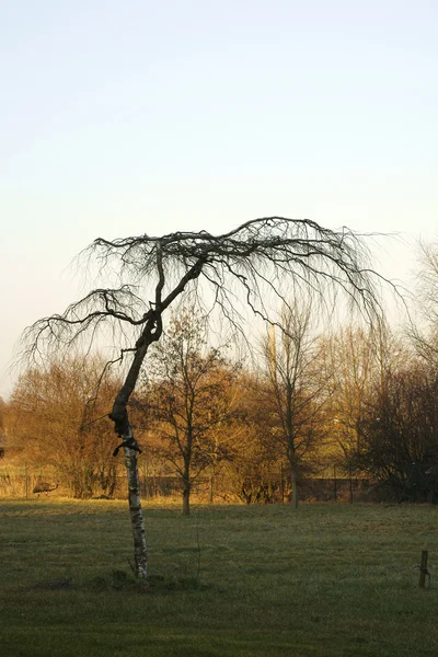 Fan-shaped birch — Stock Photo, Image
