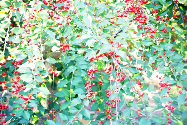 Cerezas maduras — Foto de Stock