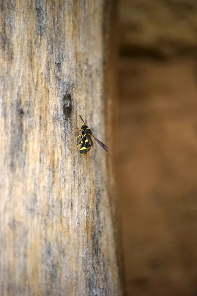 Оса в отеле для насекомых — стоковое фото