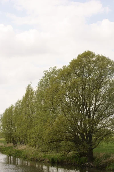 Fila de árvores — Fotografia de Stock