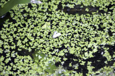 Duckweed