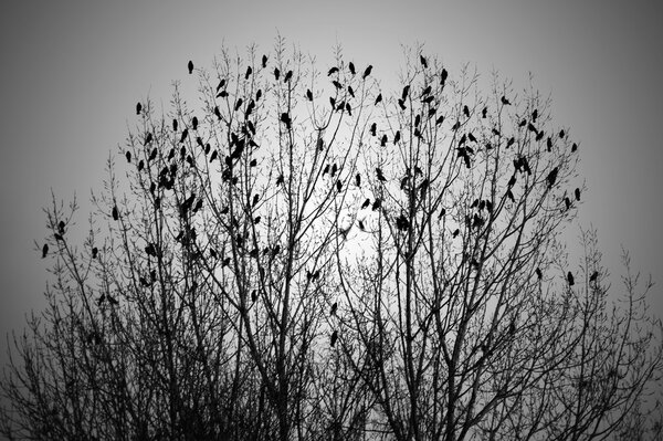Flock Of Birds in Tree