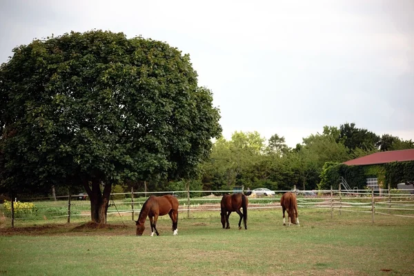 Horse  farm — Stock Photo, Image
