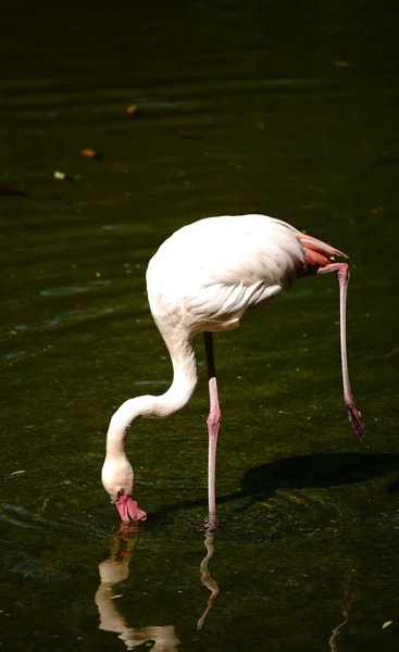 Pink  Flamingo — Stock Photo, Image