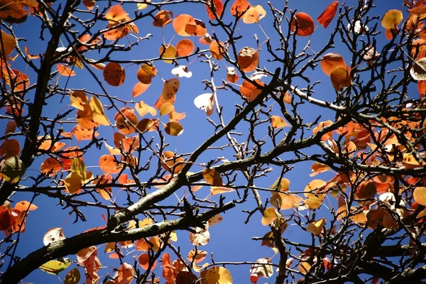 Folhas de outono Pêra árvore — Fotografia de Stock