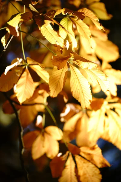 Herfstbladeren paardekastanje — Stockfoto