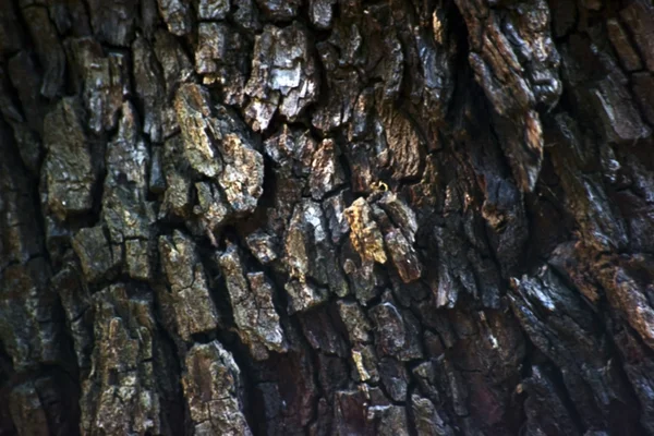 Corteza de árbol fondo — Foto de Stock