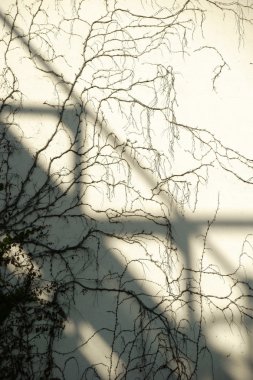 Bıyığın soyut tırmanma