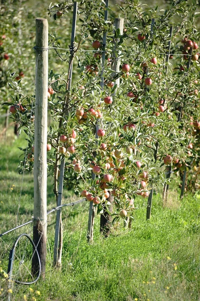 Almaültetvényben almával — Stock Fotó