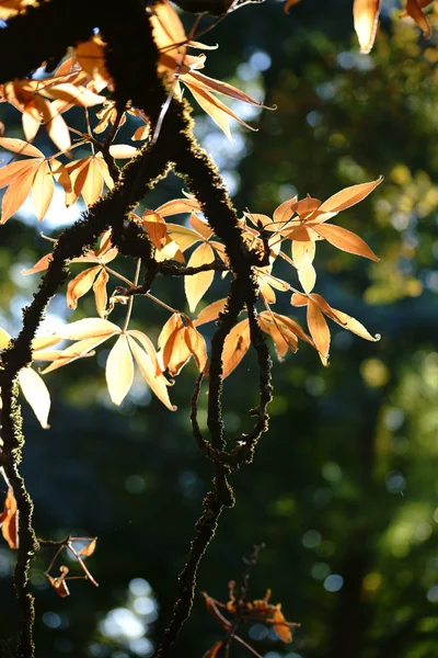Mossy tak in zonlicht — Stockfoto