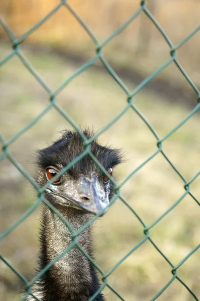 Emu behind fence — Stock Photo, Image