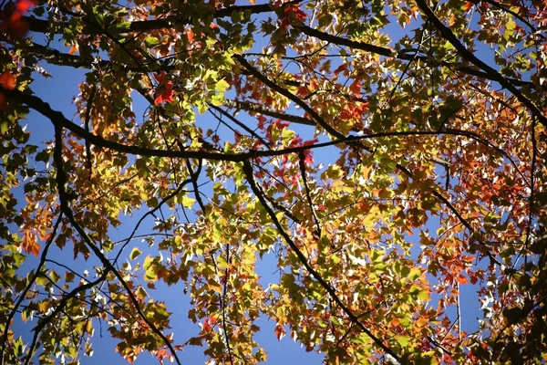 Acero rosso all'inizio dell'autunno — Foto Stock