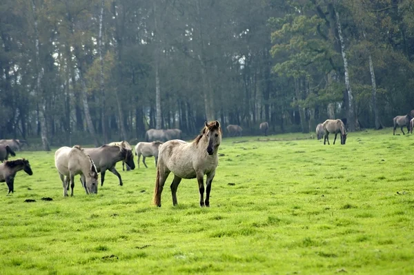 群れで野生の種馬 — ストック写真