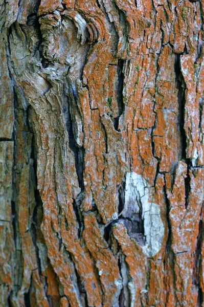 वृक्ष शेपटी पार्श्वभूमी — स्टॉक फोटो, इमेज