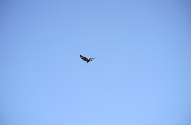 Harrier bir yırtıcı kuş