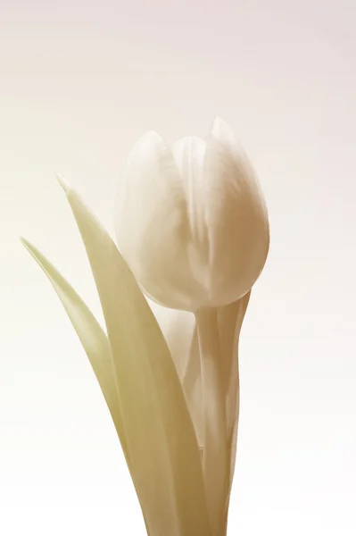 Tulipe beige délicate — Photo