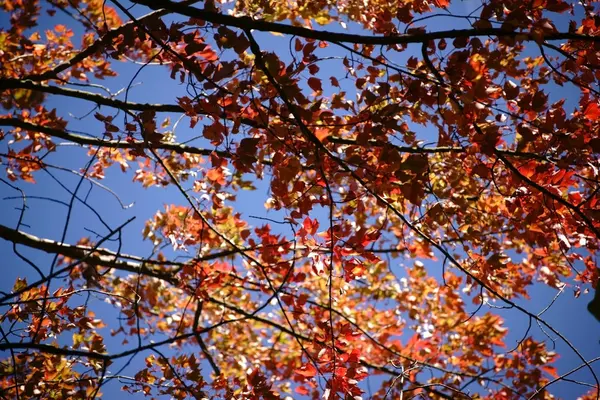 Klon czerwony na początku jesieni — Zdjęcie stockowe