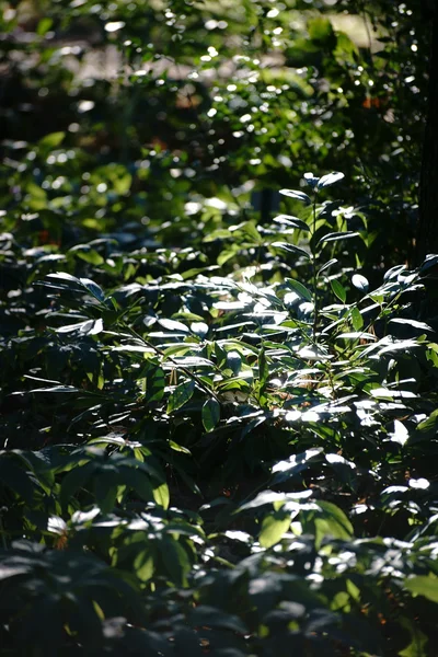 Plantas en el sotobosque — Foto de Stock