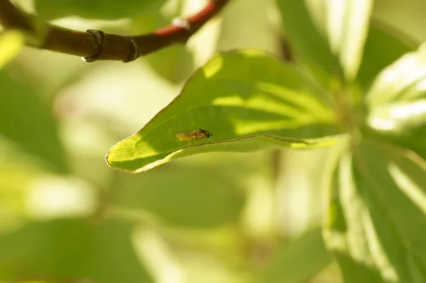 Young fly between leaves — Stock Photo, Image