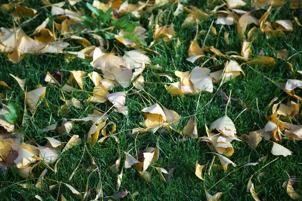 Liście Ginkgo w trawie — Zdjęcie stockowe