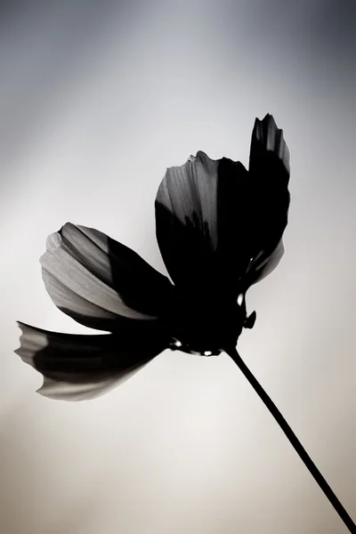 黑花美术 — 图库照片