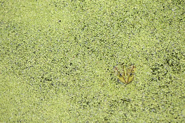 Ağaç kurbağası ve duckweed — Stok fotoğraf