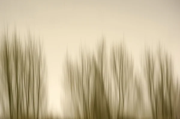 Blurred tree row — Stock Photo, Image