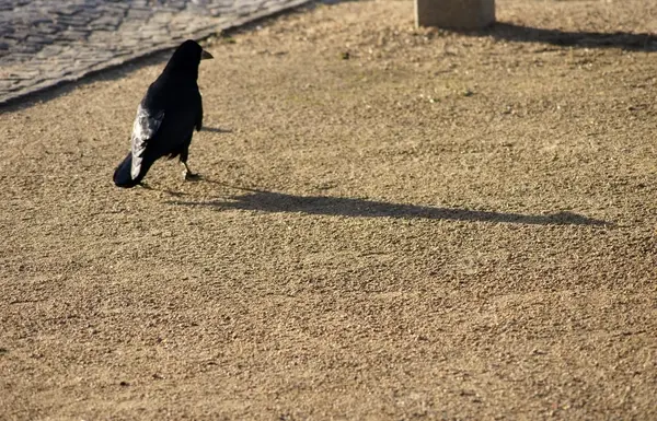 Crow cast shadow — Stock Photo, Image