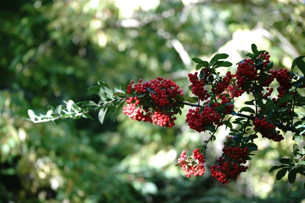 Bacche d'autunno rosse — Foto Stock