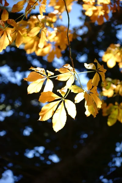 Herbst blättert Rosskastanie — Stockfoto
