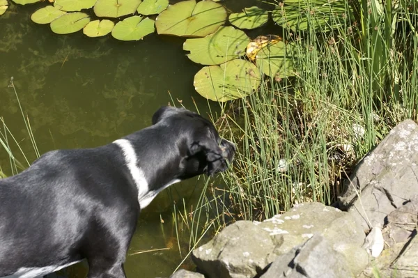 狩猟犬ポインター — ストック写真