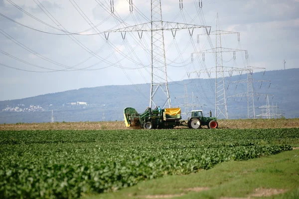 Potatoes harvest on field — Stock Photo, Image
