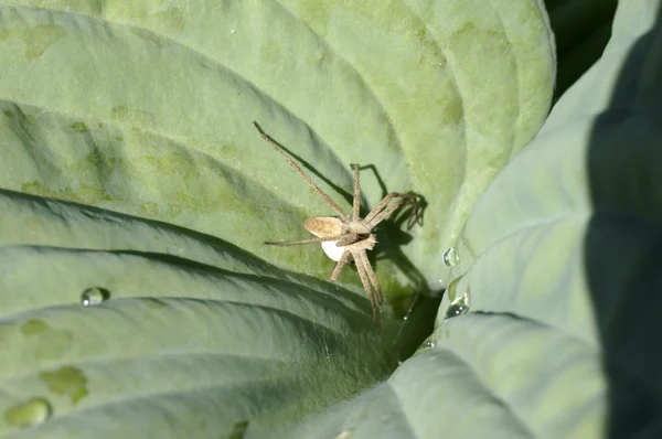 Nursery web spider with cocoon — Stock Photo, Image