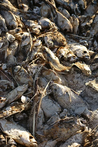 Мертвые рыбы в Солтонском море — стоковое фото