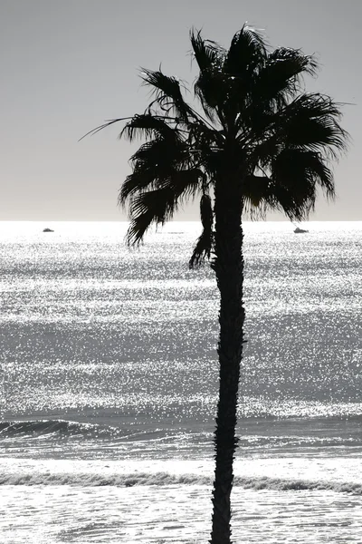 Palma contro la luce — Foto Stock