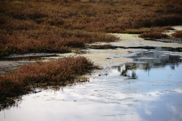 Salt marsh krajobraz — Zdjęcie stockowe
