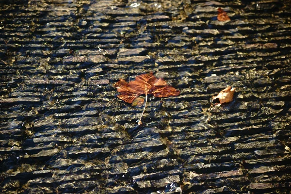 Glittering autumn leaf — Stock Photo, Image