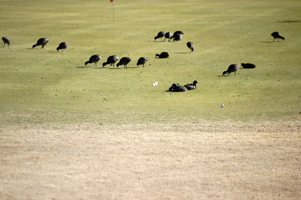 Coots on the golf course — Stock Photo, Image