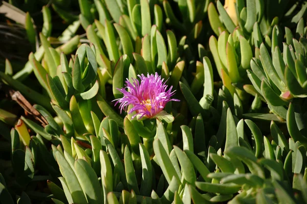 Mor çiçek Carpobrotus — Stok fotoğraf