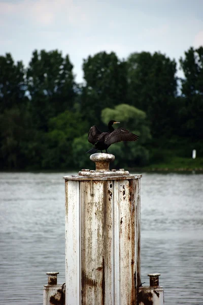 Cormorano con ali spiegate — Foto Stock