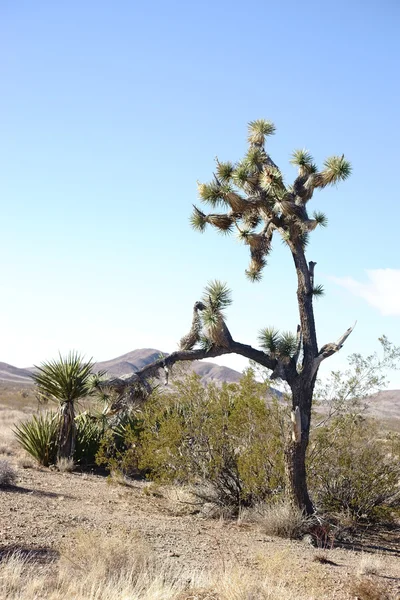 Palmeras en el desierto de Mojave — Foto de Stock