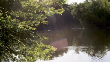 Gölün sularında ışık dalgaları, bir ağacın dallarında ışık huzmeleri.