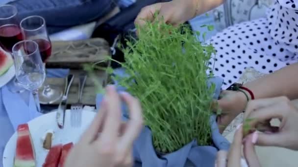 Mujeres Arrancan Los Brotes Microgreens — Vídeos de Stock