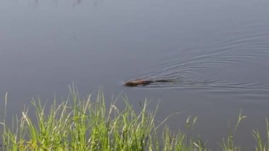 Hindistan cevizi kıyıya yakın yüzer.