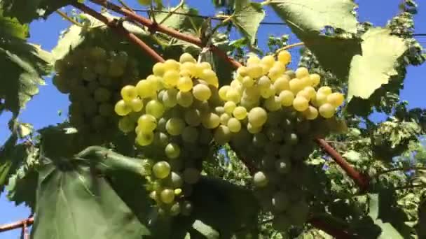 Bunches White Grapes Moved Wind Summer Day Central Italy — Stock video