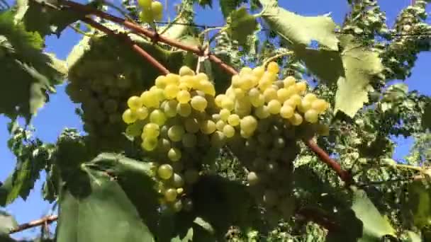 Bunches Grapas Blancos Movados Por Viento Día Verano Italia Central — Vídeo de stock