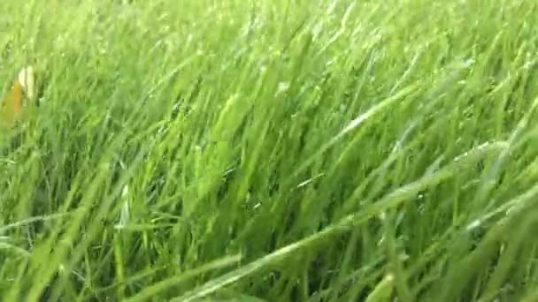 Close Green Grass Moved Wind Sunlight — Stock video