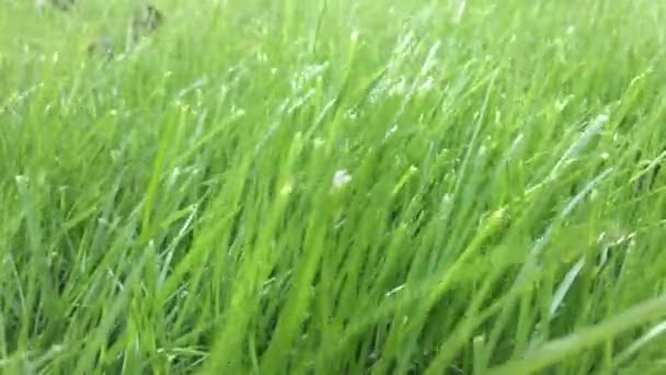 Vinström Gröna Grass Moved Vinden Sunlight — Stockvideo